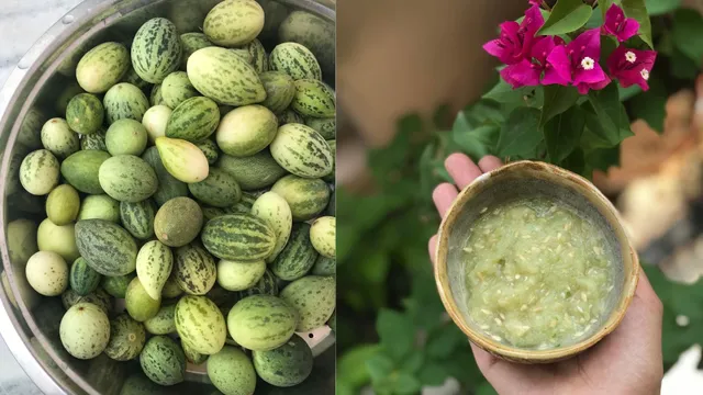 Kachri Fruit and Powder