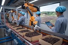 Workers sorting and packing spices in a clean processing facility. _ wholesale dealers